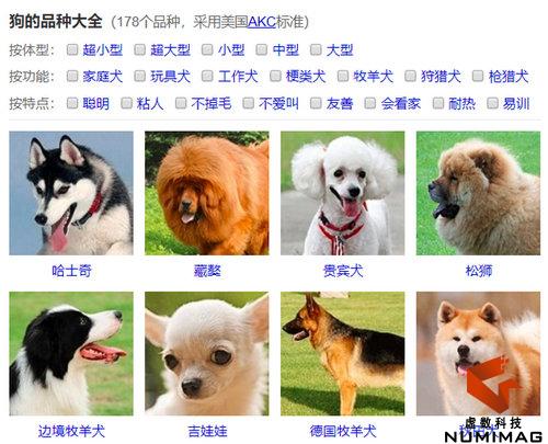 AI生物识别技术之犬类识别软件的构建 - 虚数科技numimag